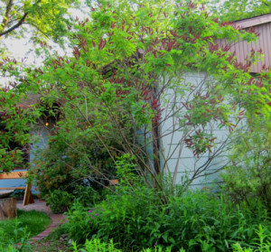 Indigo Bush (Amorpha fruitcosa)