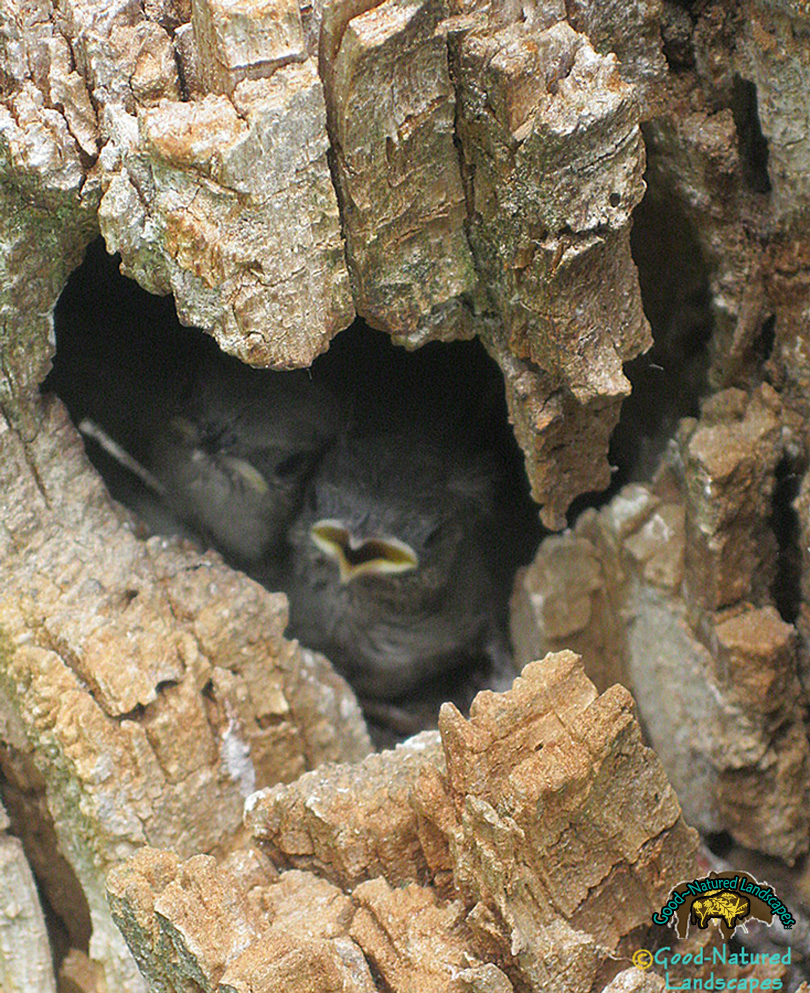 wren in snag