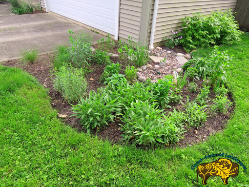 Naperville front rain garden in spring