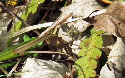 Spring Cleanup – not so fast!